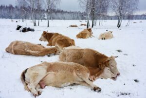 Rinder erschossen in Russland? Die Wahrheit hinter den viralen Videos Tote Rinder / Bild ChatGPT